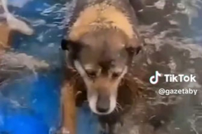 Как в затопленном Гомеле потерявшаяся собака сама приплыла к хозяевам