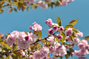 Весна в розовых тонах. 10 ярких фото