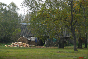 Почему вместо путешествий беларусские пенсионеры вынуждены копаться в огородах